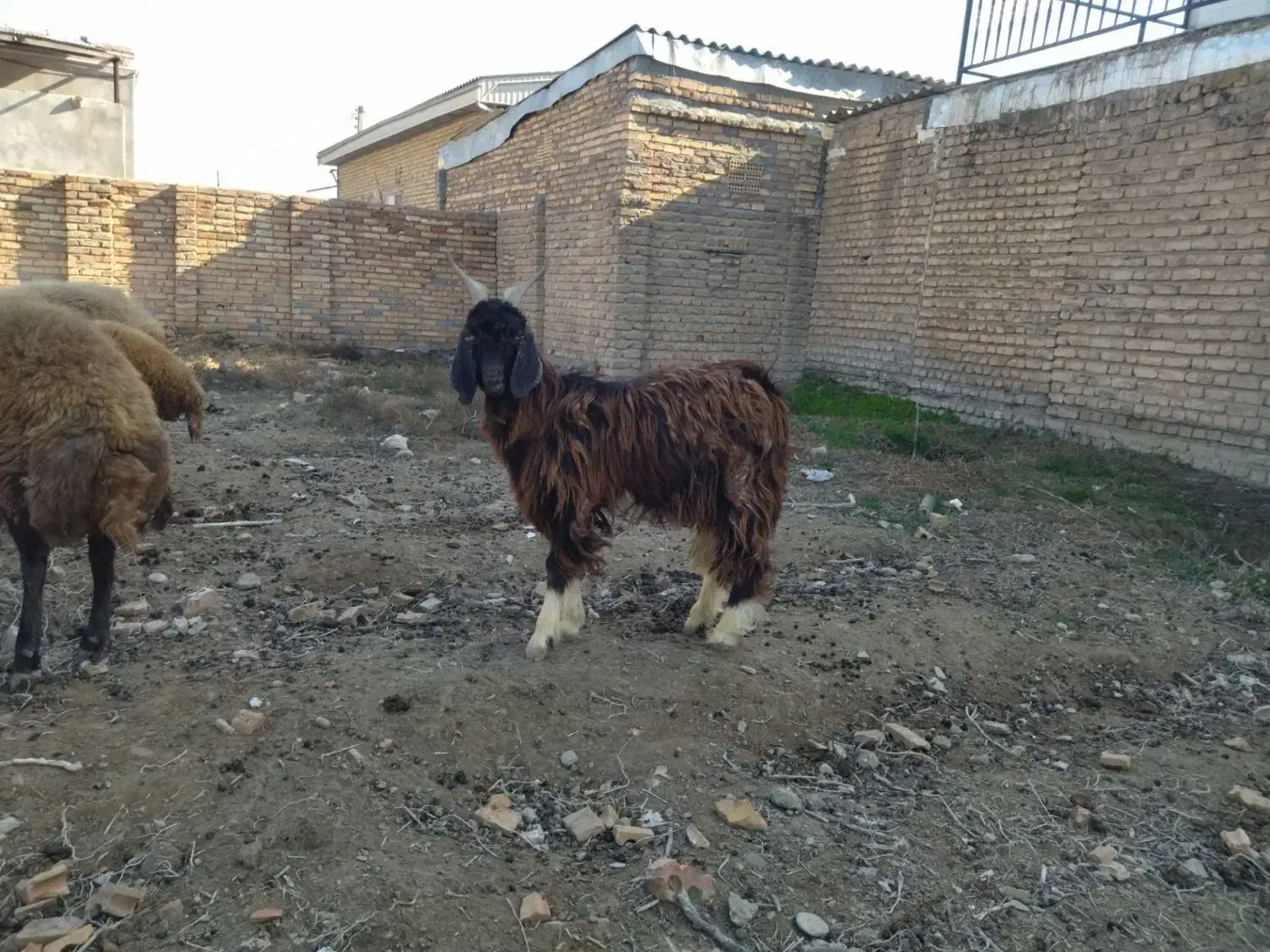 فروش چوش نر|حیوانات مزرعه|گمیشان, |دیوار