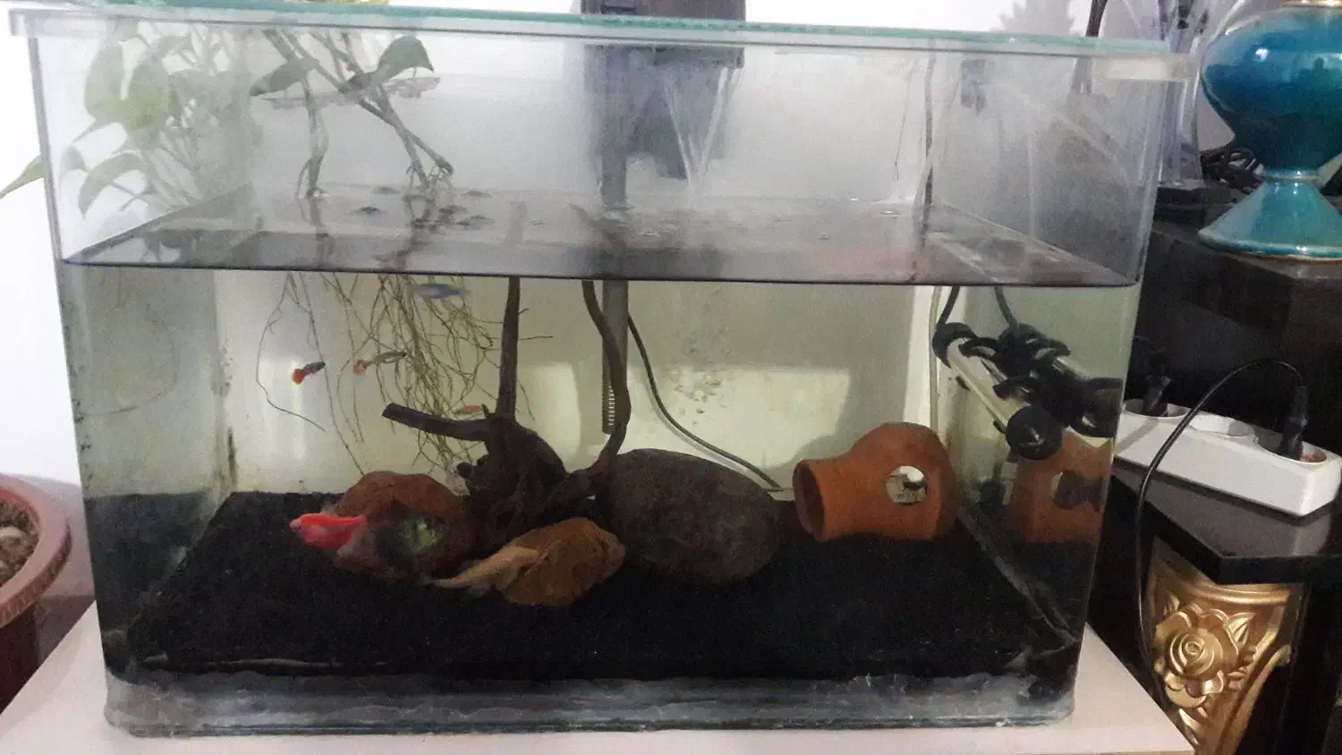 اکواریوم شیشه خم|ماهی|سنندج, |دیوار