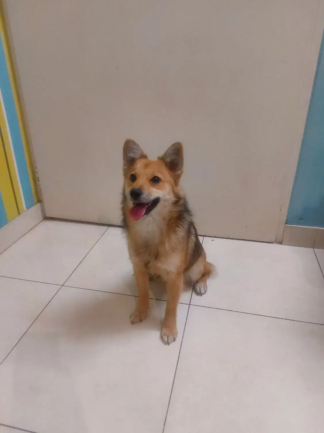 سگ پامر|سگ|تهران, میرداماد|دیوار