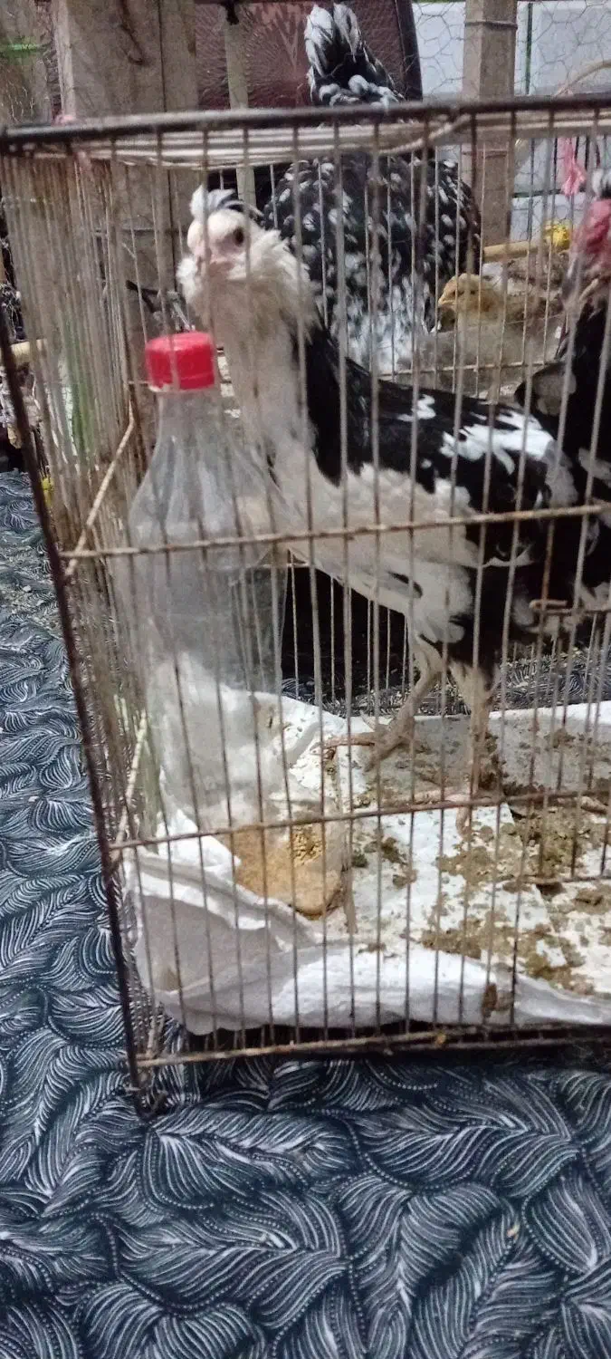 گلین اصل ریش کاکول دار|حیوانات مزرعه|خان ببین, |دیوار