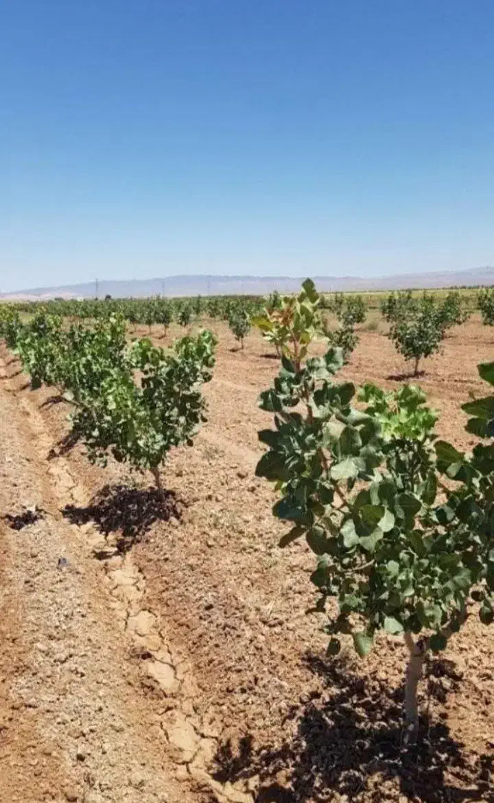 نهال های با کیفیت و اصلاح شده|خدمات باغبانی و درختکاری|تربت‌حیدریه, میدان مرکزی|دیوار