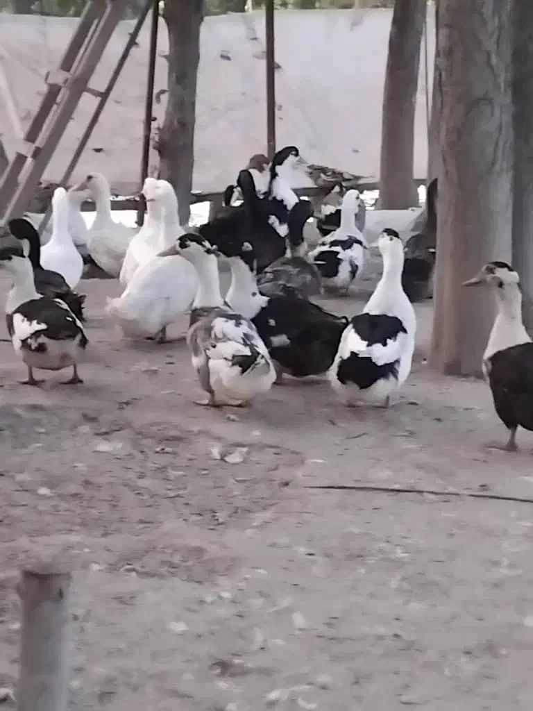 هزار عدد اردک مادر  ( تخمگذار )|حیوانات مزرعه|رشت, فلسطین|دیوار