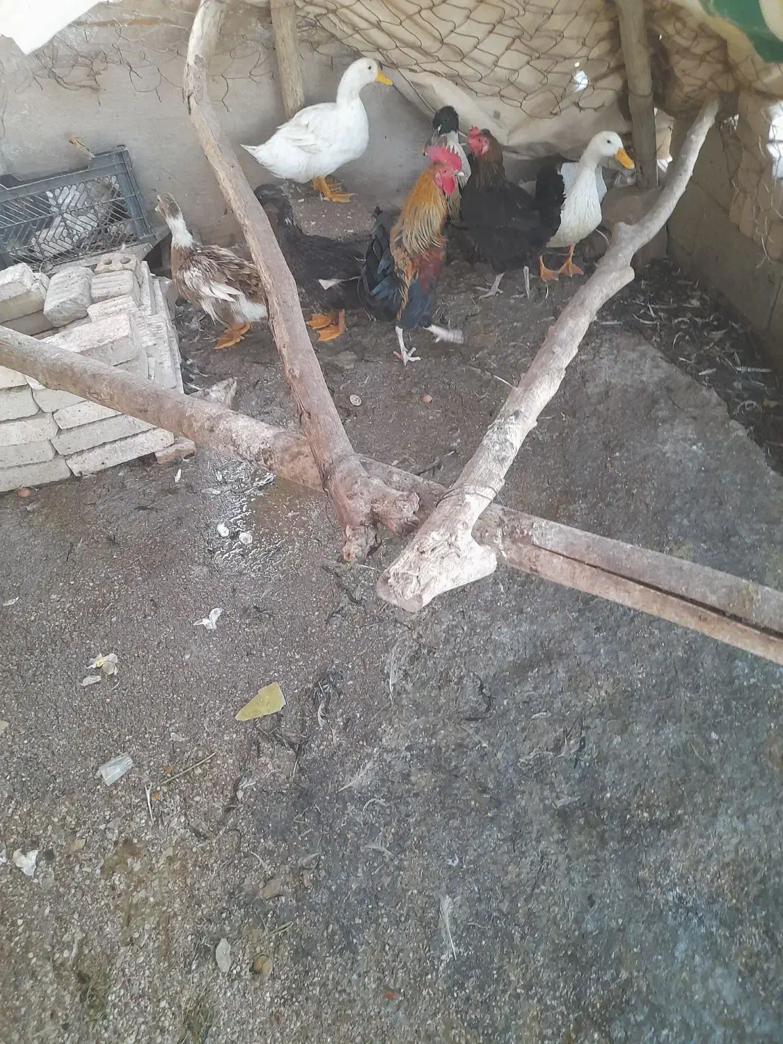 اردک|حیوانات مزرعه|باوی, |دیوار