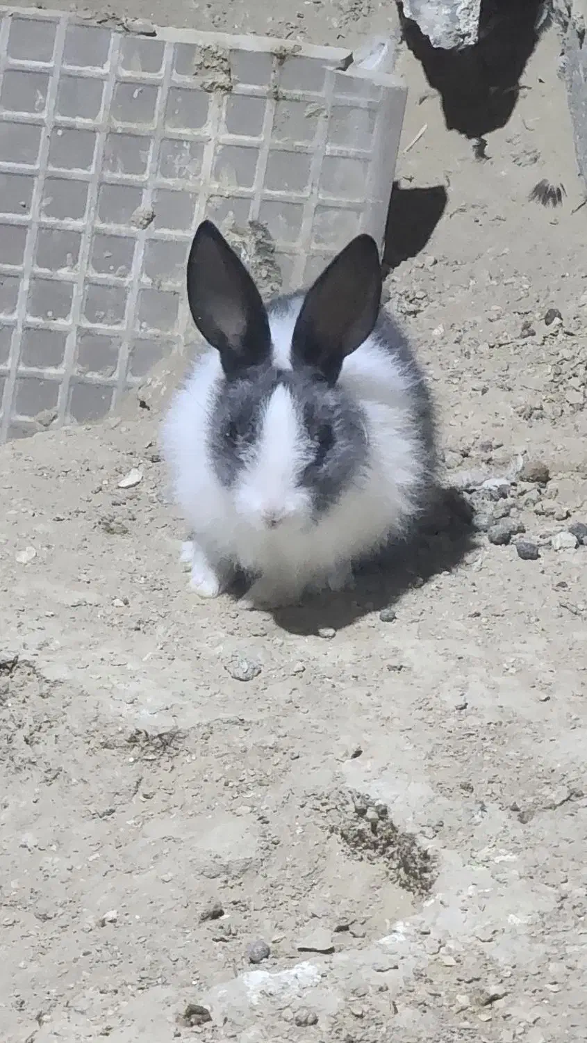 خرگوش کوچک قشنگ|موش و خرگوش|قشم, |دیوار