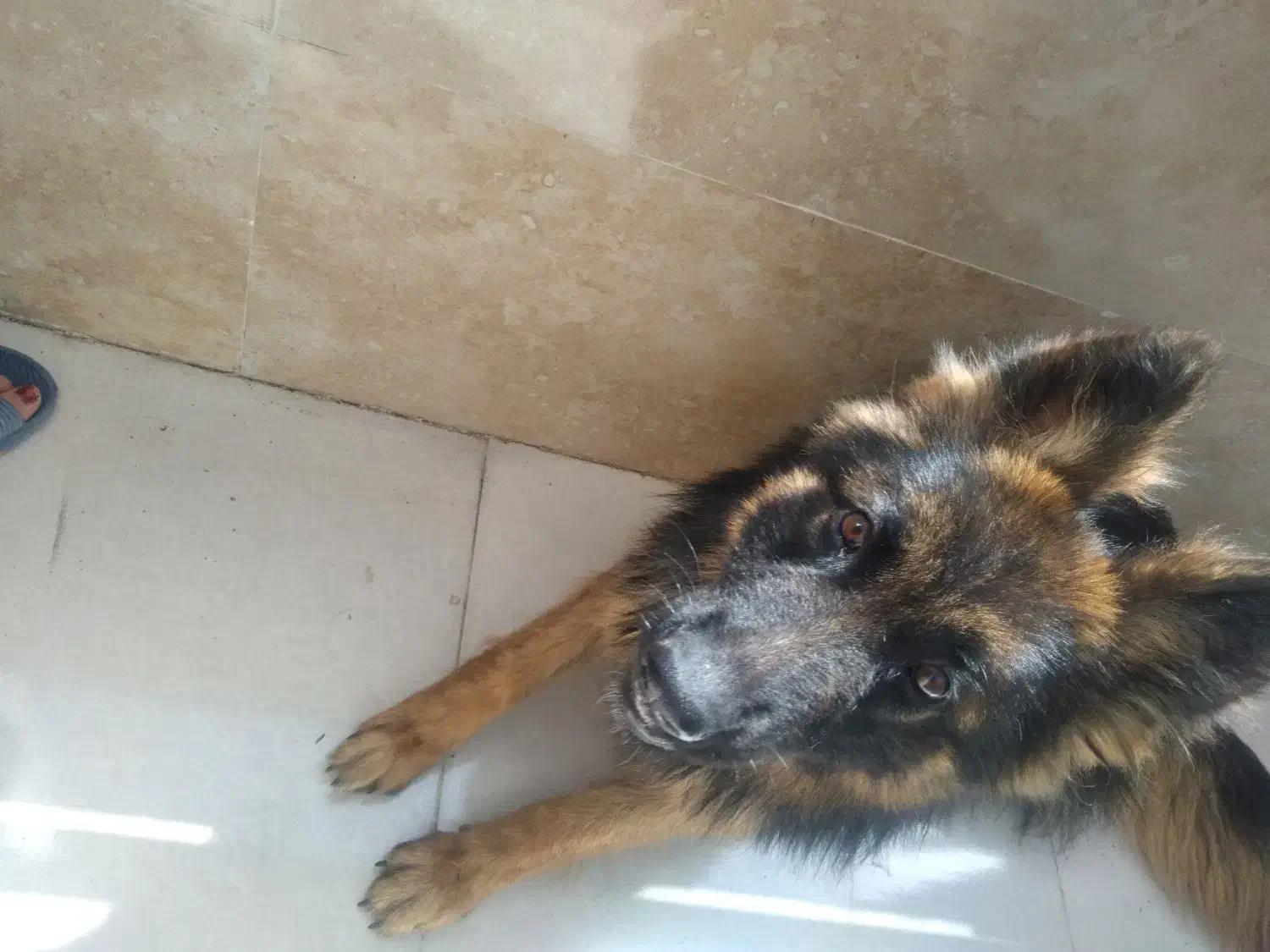 گمشده  سگ ژرمن|حیوانات|گرمخان, |دیوار