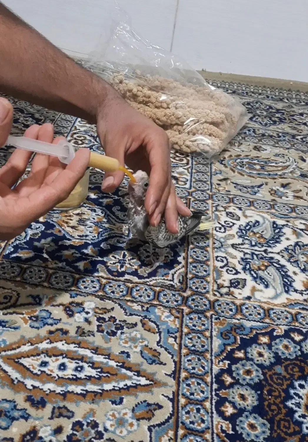 جوجه عروس هلندی|پرنده|حمیدیا, |دیوار