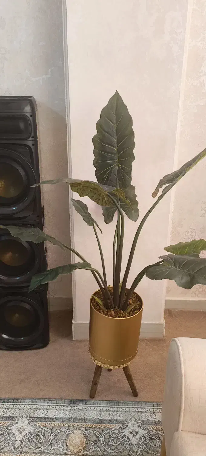 درختچه بابا آدم مصنوعی|گل مصنوعی|زنجان, |دیوار