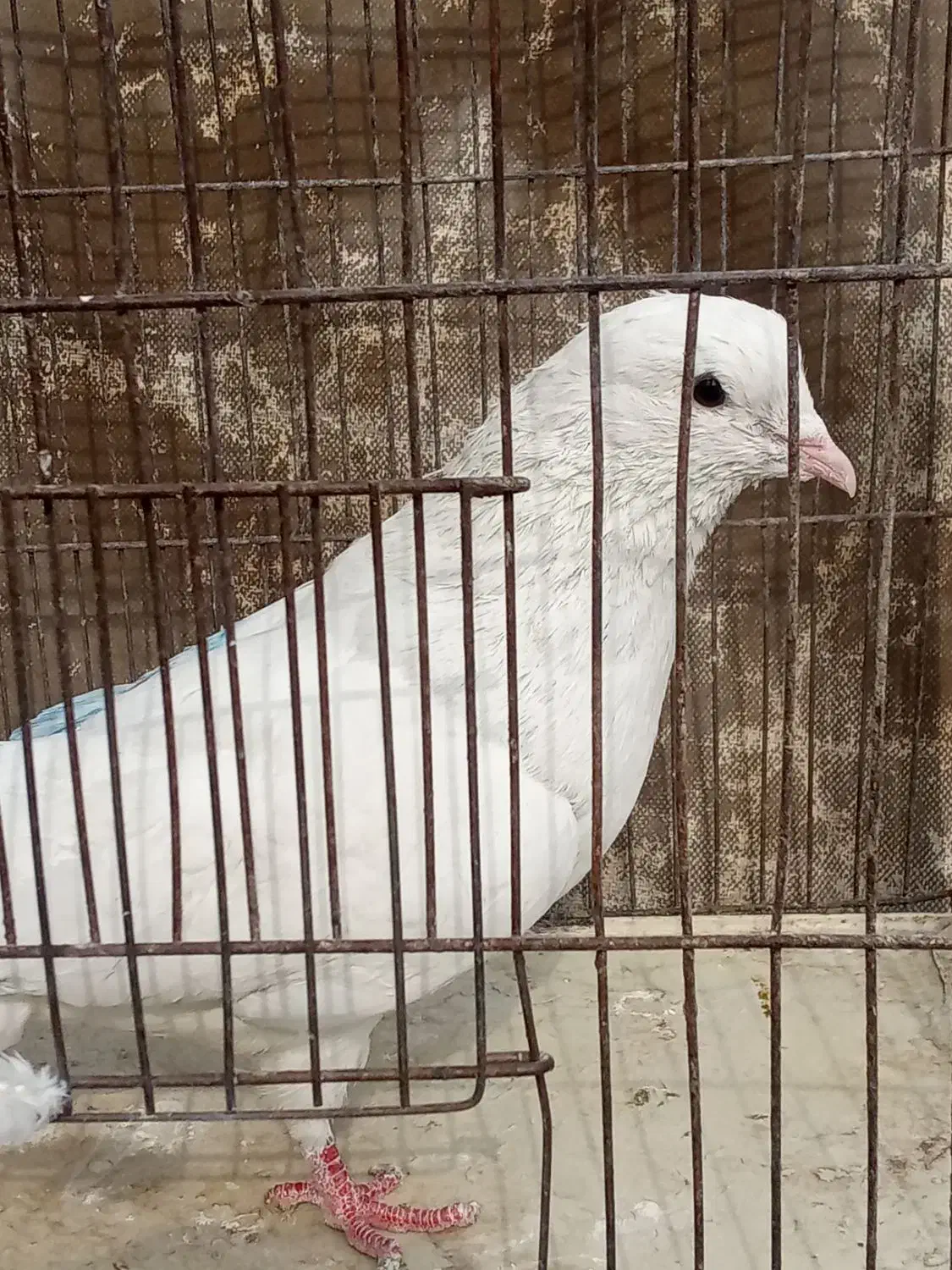 حیوانات پرنده|پرنده|شریف‌آباد, |دیوار