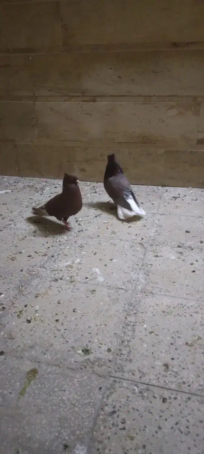 دم سفیدشیش دنگ|پرنده|قم, باسکول|دیوار