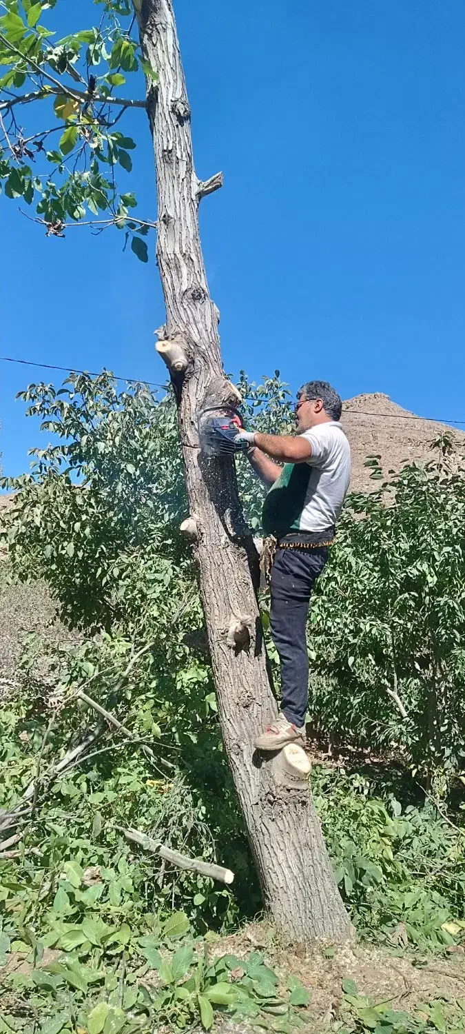 خرید چوب انواع درخت های میوه ، گردو و سپیدار|خدمات باغبانی و درختکاری|چناران, |دیوار