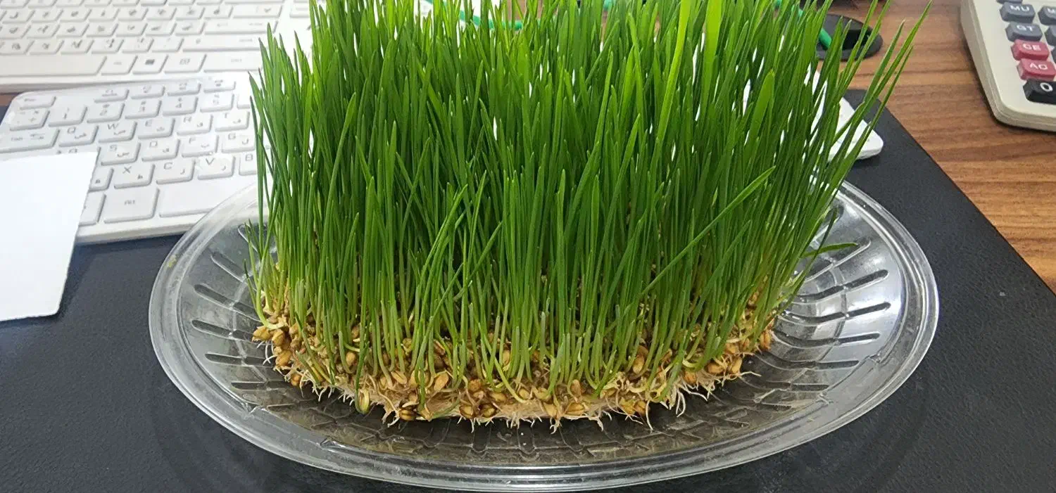 استخدام فروشنده|استخدام بازاریابی و فروش|امیدیه, |دیوار