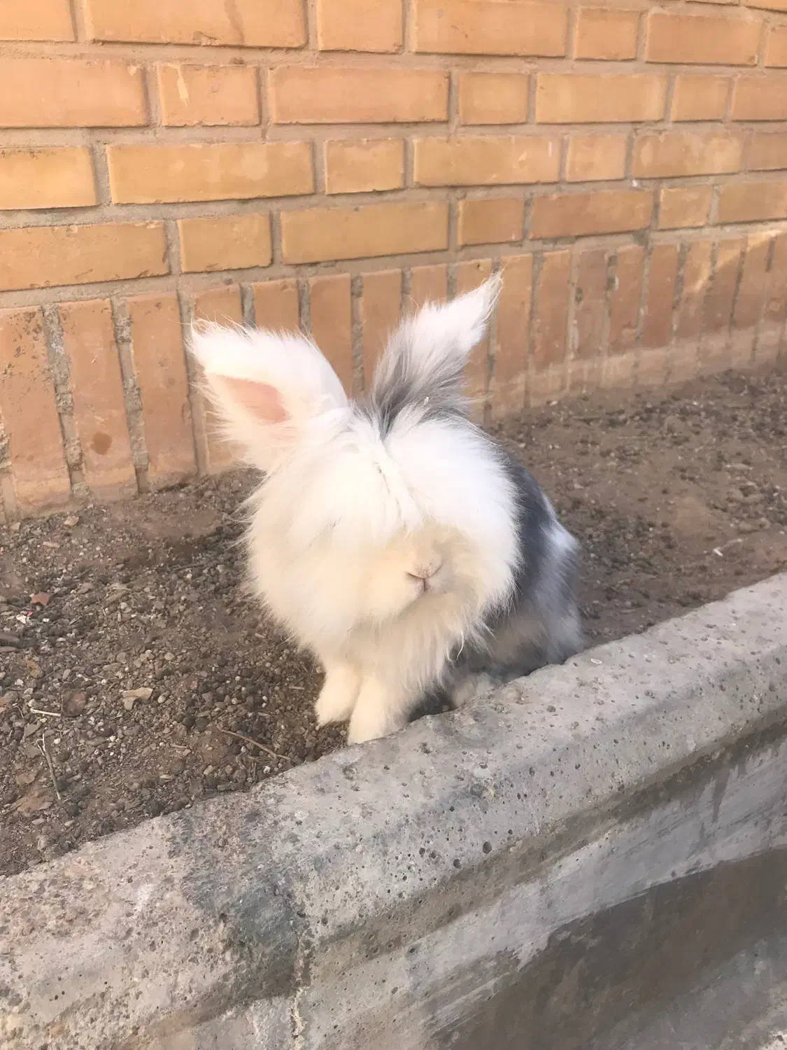 خرگوش لوپ|موش و خرگوش|سمنان, |دیوار