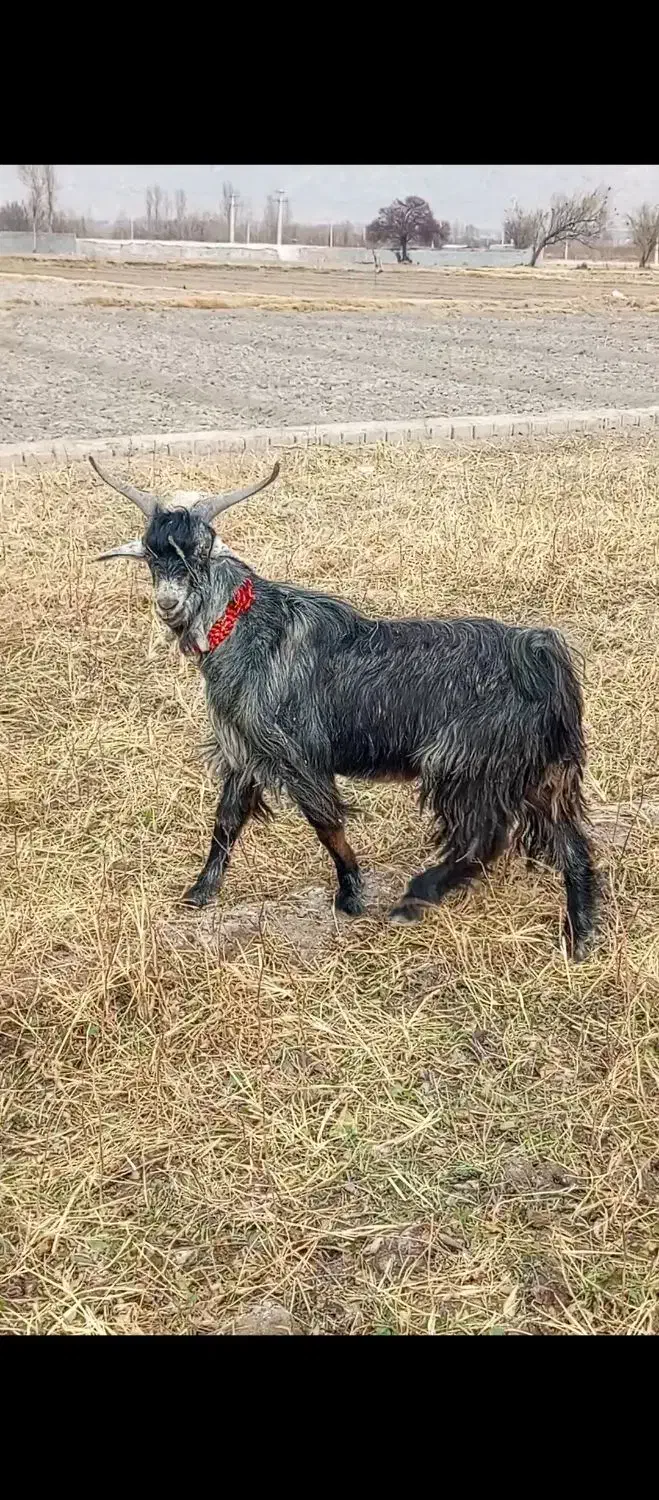 باسلام یک راس بزغاله دوبری همه چی تمام|حیوانات مزرعه|مبارکه, |دیوار