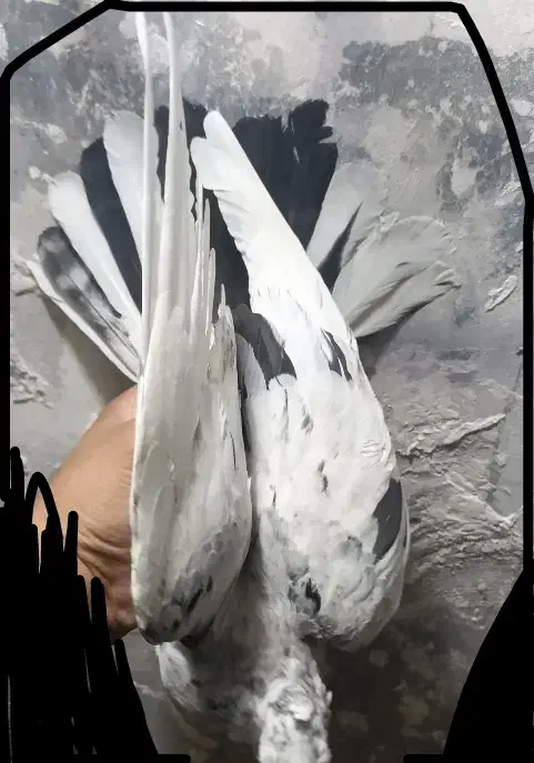 دوتا جوجه سار کاکلی|پرنده|تربت‌حیدریه, شهید قرنی|دیوار