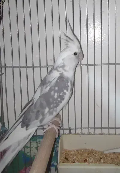 عروس سفید کت توسی|پرنده|قم, زند آباد|دیوار