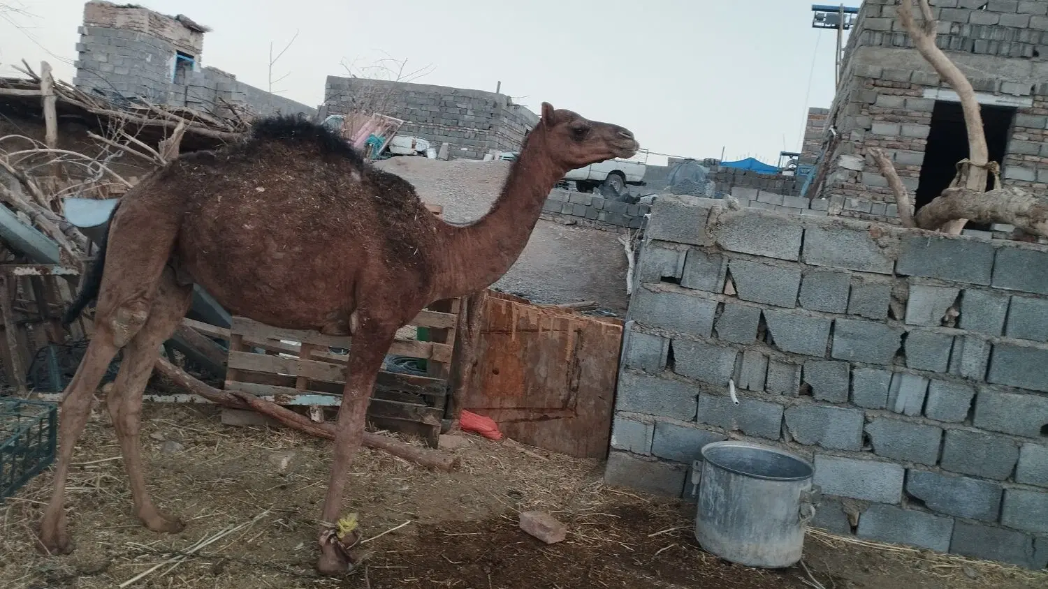 شتر|حیوانات مزرعه|زاهدان, |دیوار