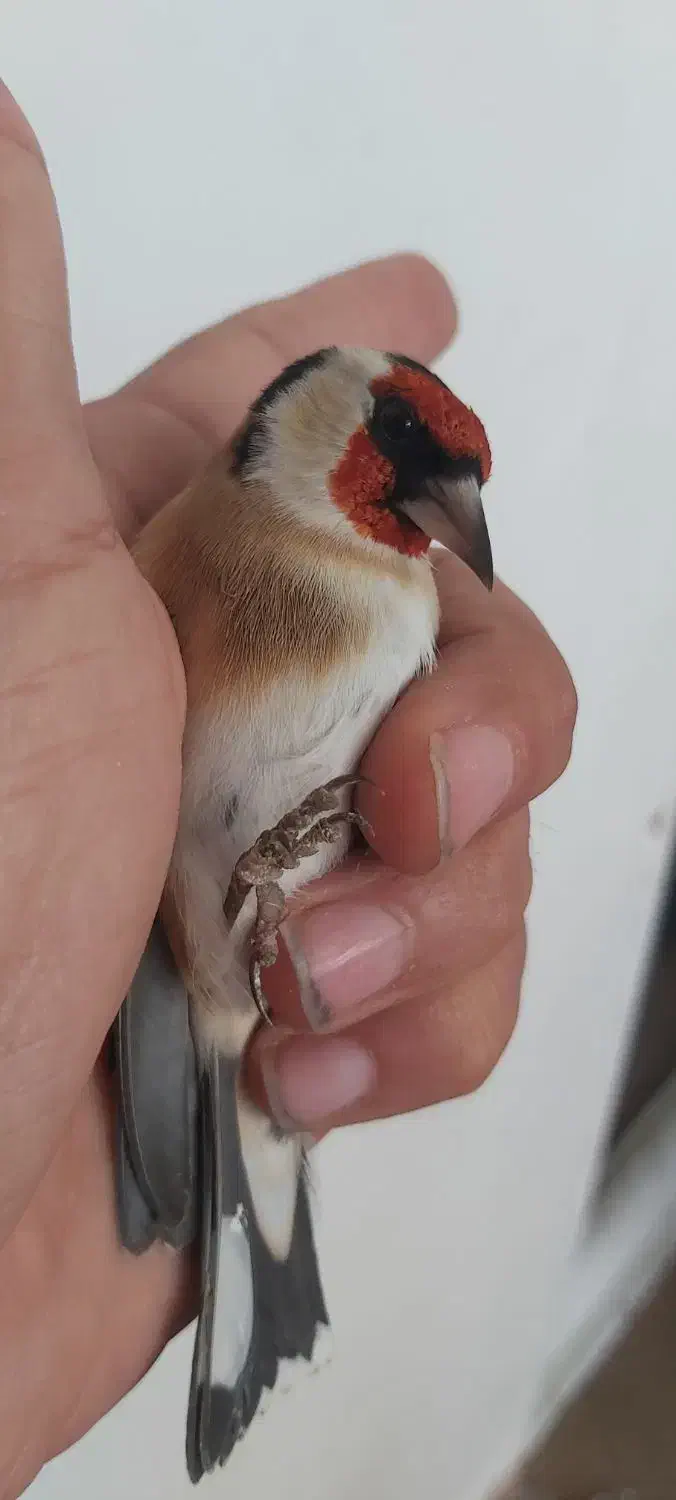 سهره های سوا شده نرو ماده|پرنده|تبریز, |دیوار