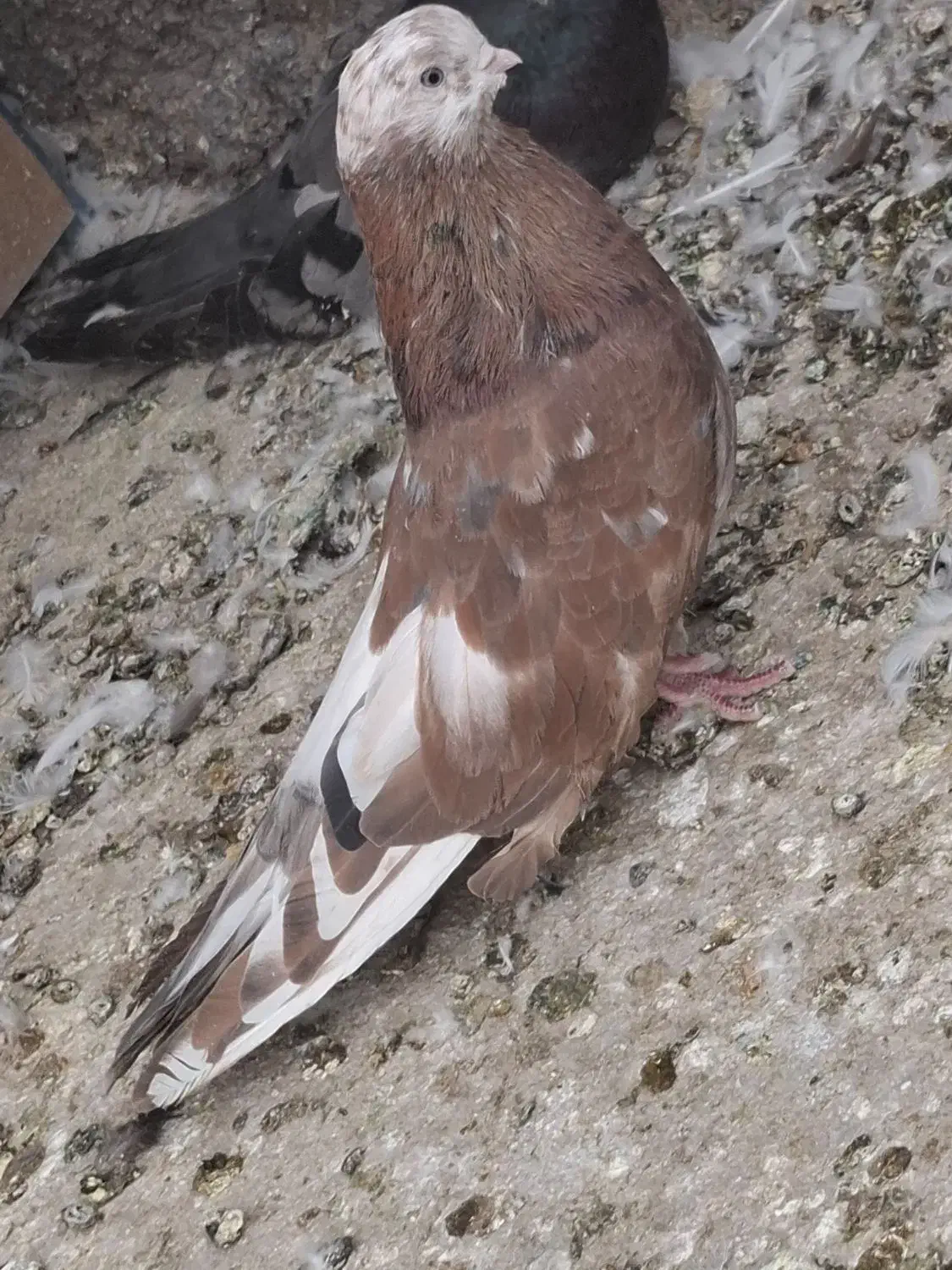 نروماده بلند|پرنده|اردکان, |دیوار