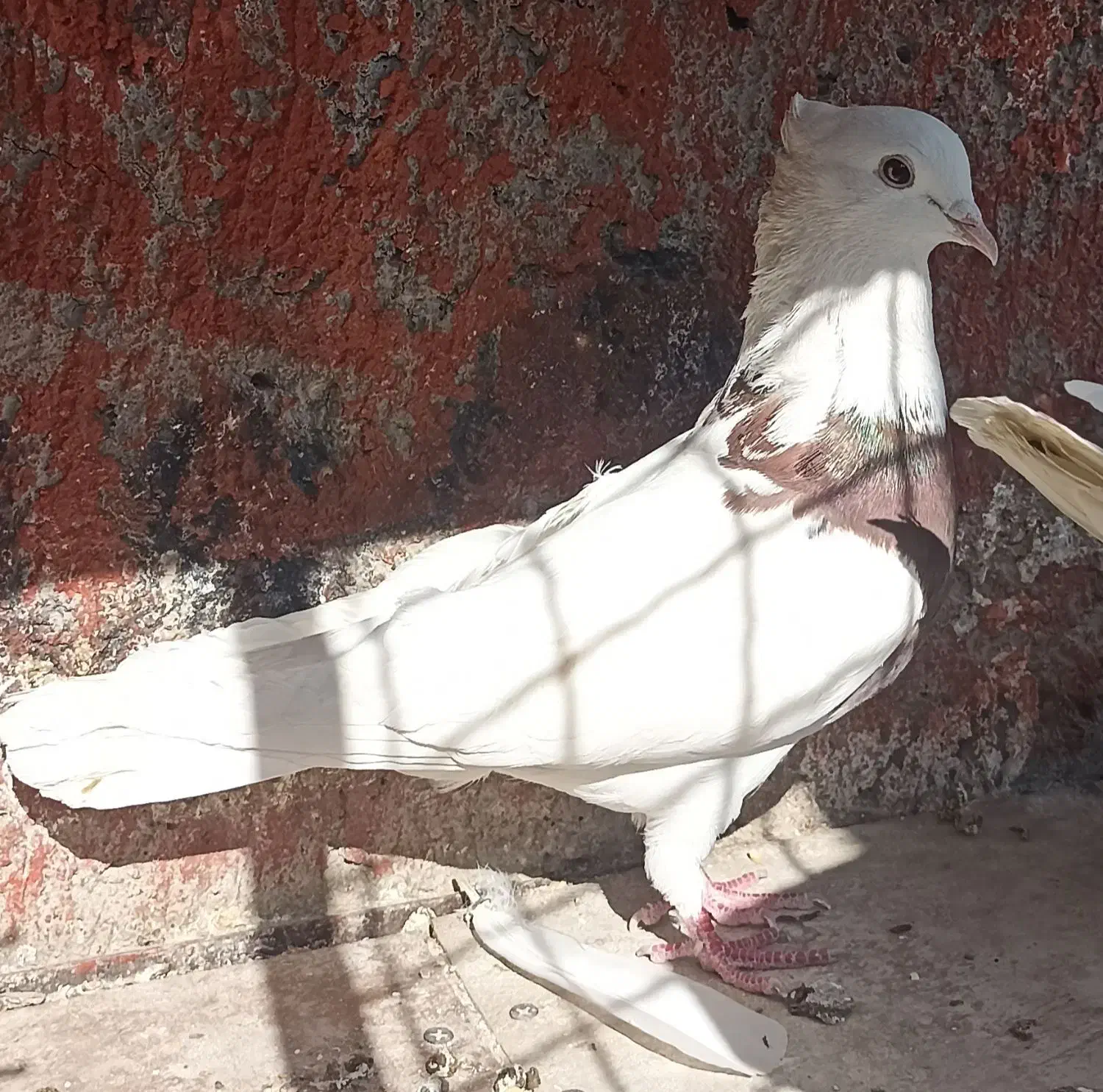 کفتر|پرنده|شهریار, اصیل آباد|دیوار