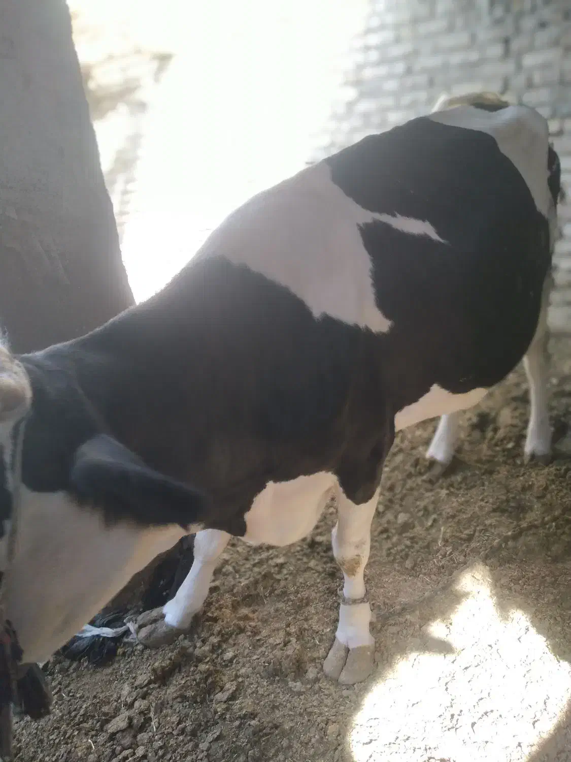 گاو|حیوانات مزرعه|زابل, |دیوار