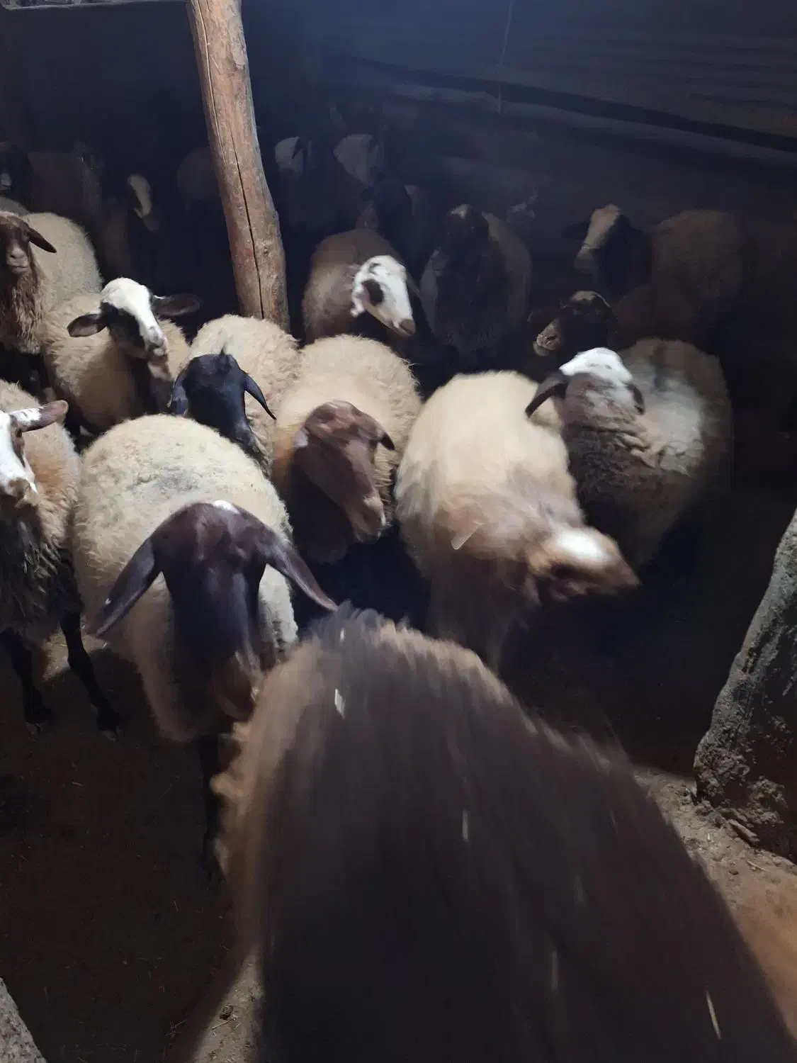 گوسفند فروشی|حیوانات مزرعه|بیجار, |دیوار