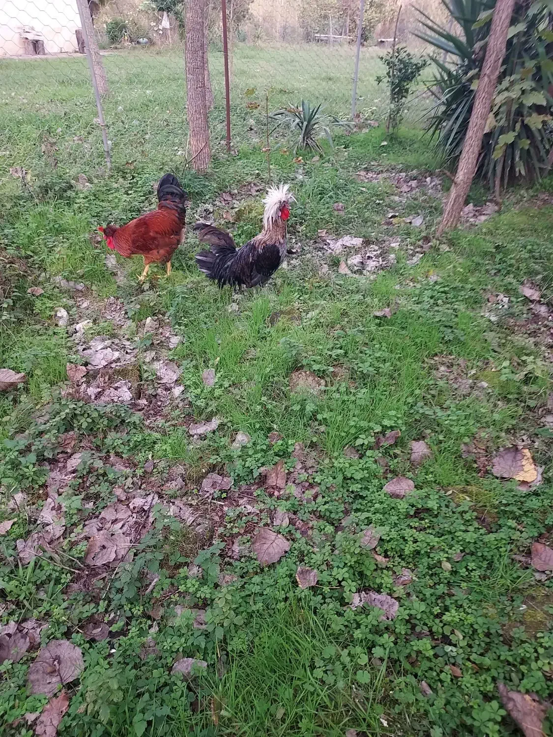 خروس لهستانی و خروس اصلاح شده گلپایگانی|حیوانات مزرعه|رشت, گلسار|دیوار