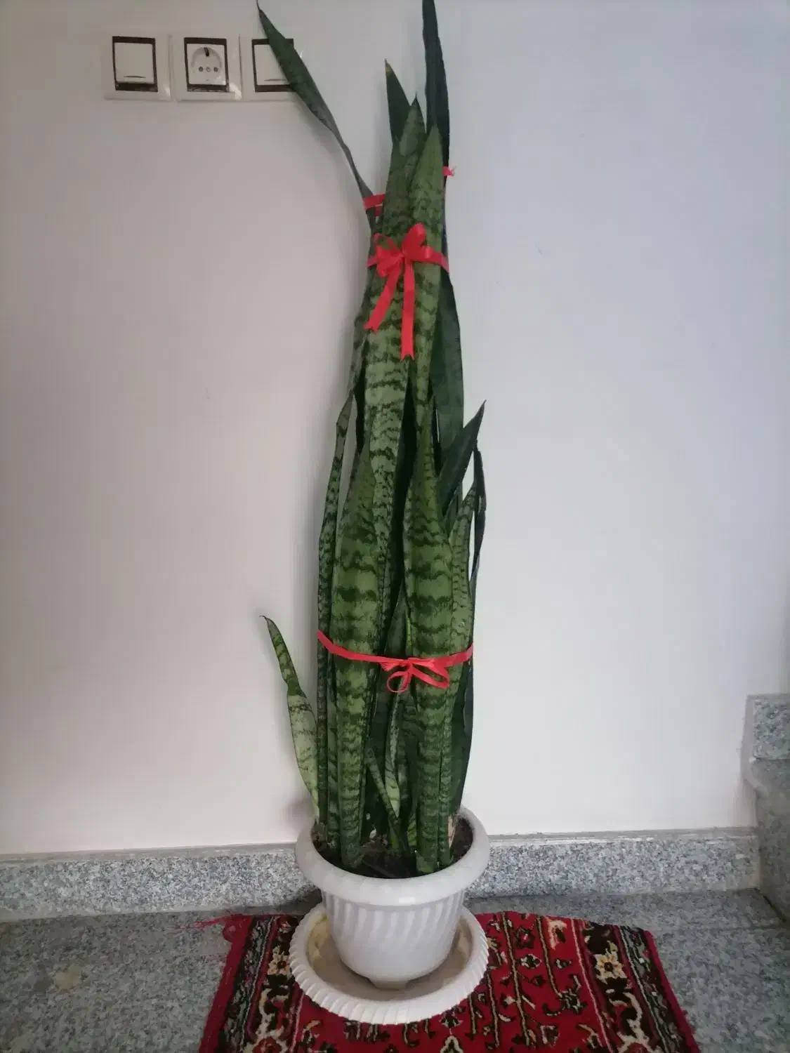 چند عدد گل طبیعی. نخ نساجی اعلا گیلویی 250|حراج|تبریز, |دیوار