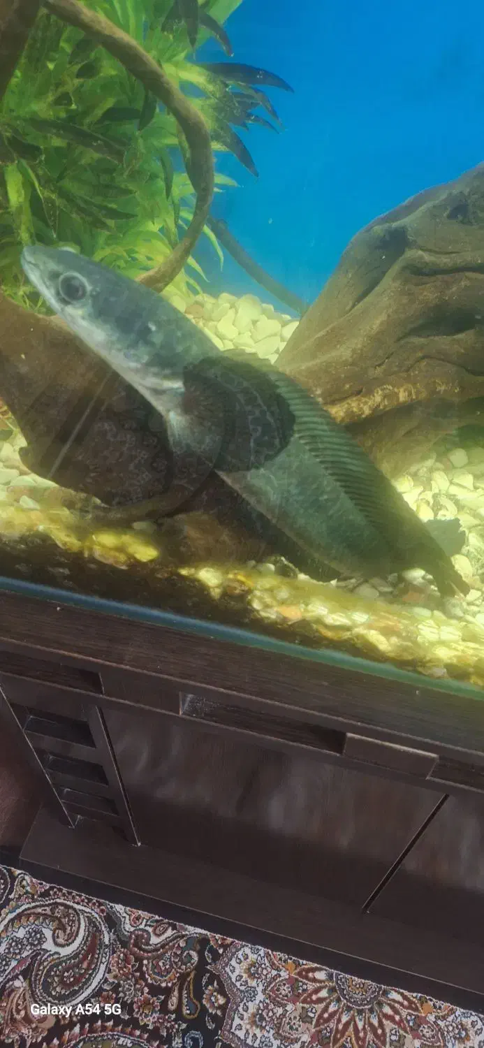 ماهی های گوشتخوار سالم وسرحال|ماهی|رودهن, |دیوار