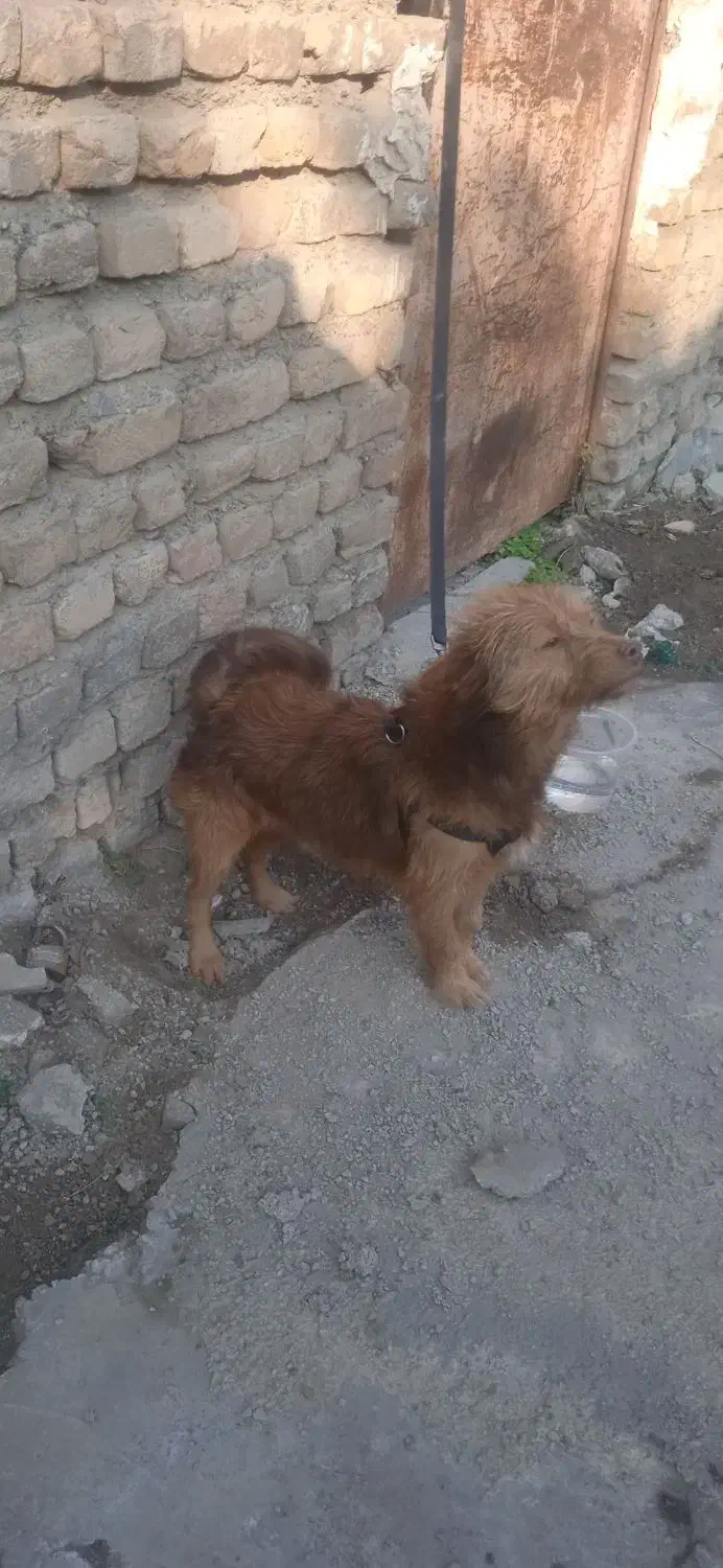 معاوضه با کبوتر|سگ|علی‌آباد کتول, |دیوار