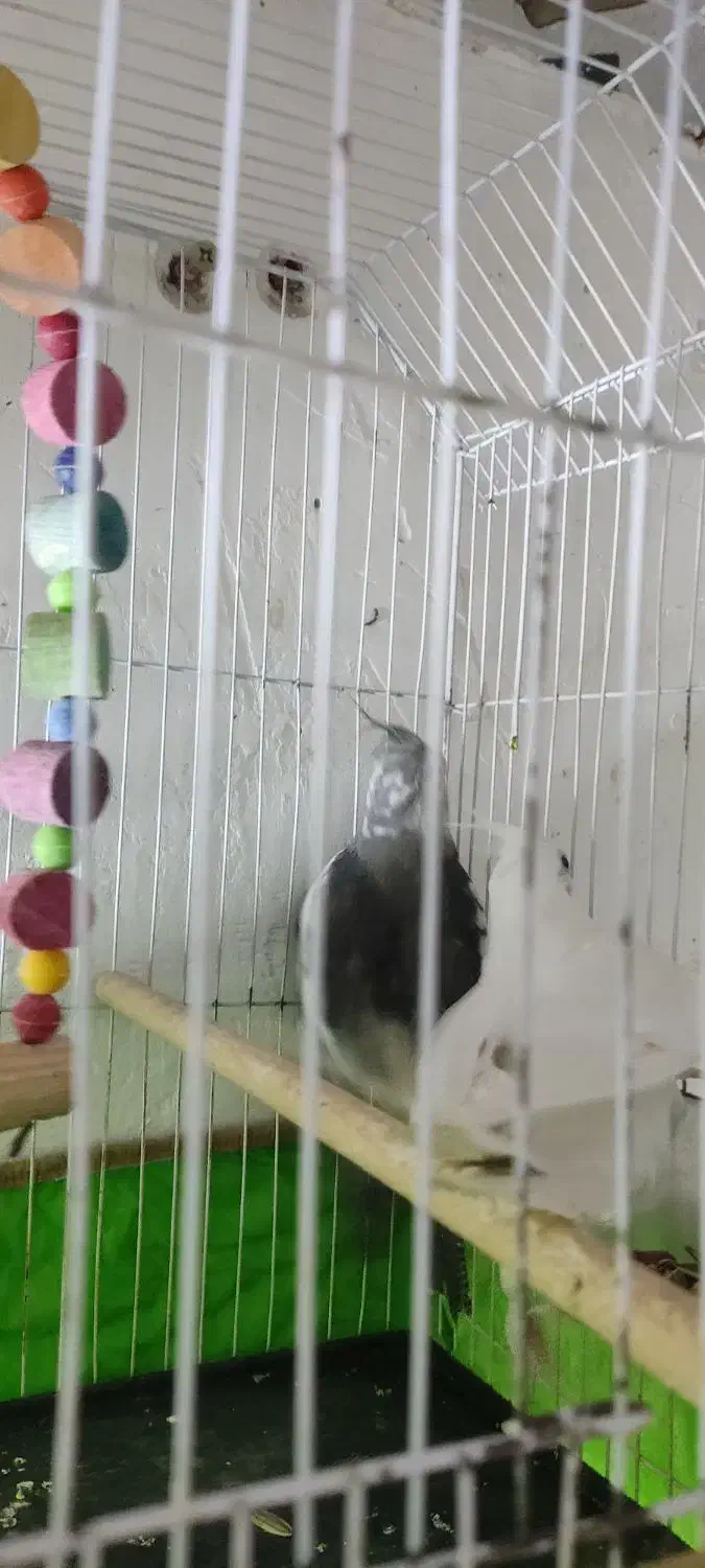 عروس هلندی جوجه|پرنده|بند زرک, |دیوار