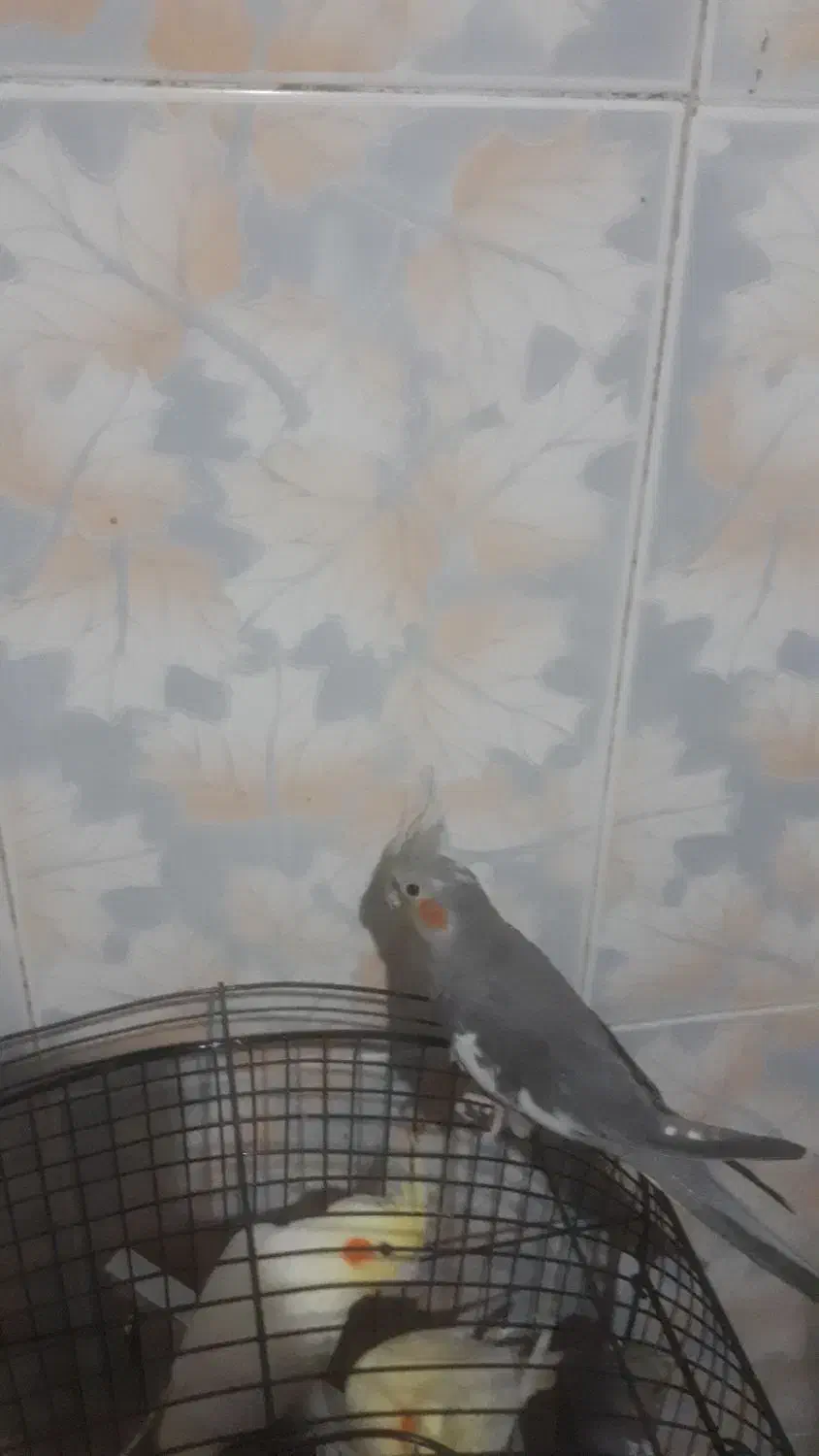 ۵ عددعروس هلندی|پرنده|قم, قلعه کامکار|دیوار