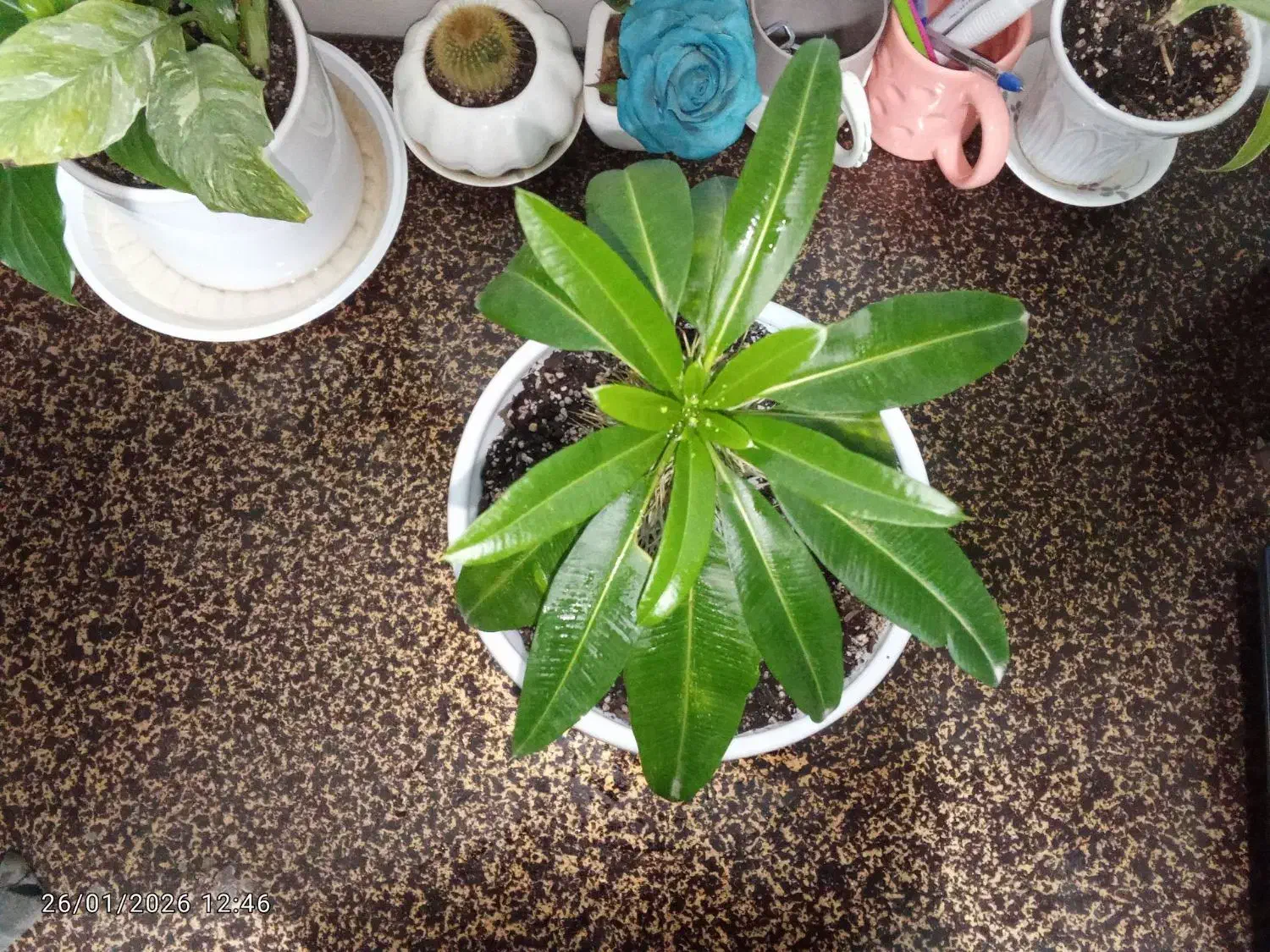 گل آپارتمانی|گل و گیاه طبیعی|مشهد, مهدی آباد (بلوار توس)|دیوار