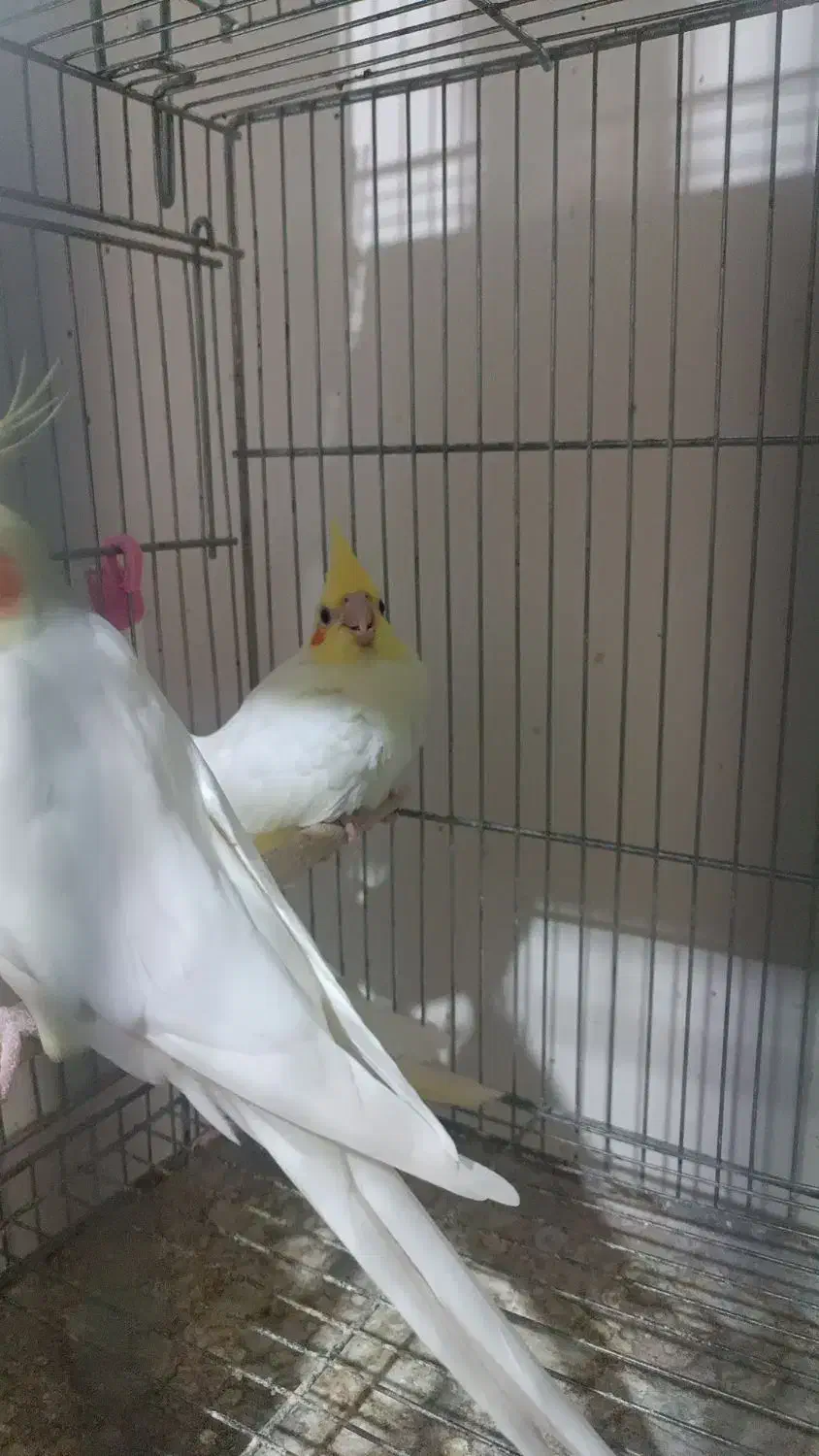 عروس هلندی|پرنده|مرودشت, تخت جمشید|دیوار