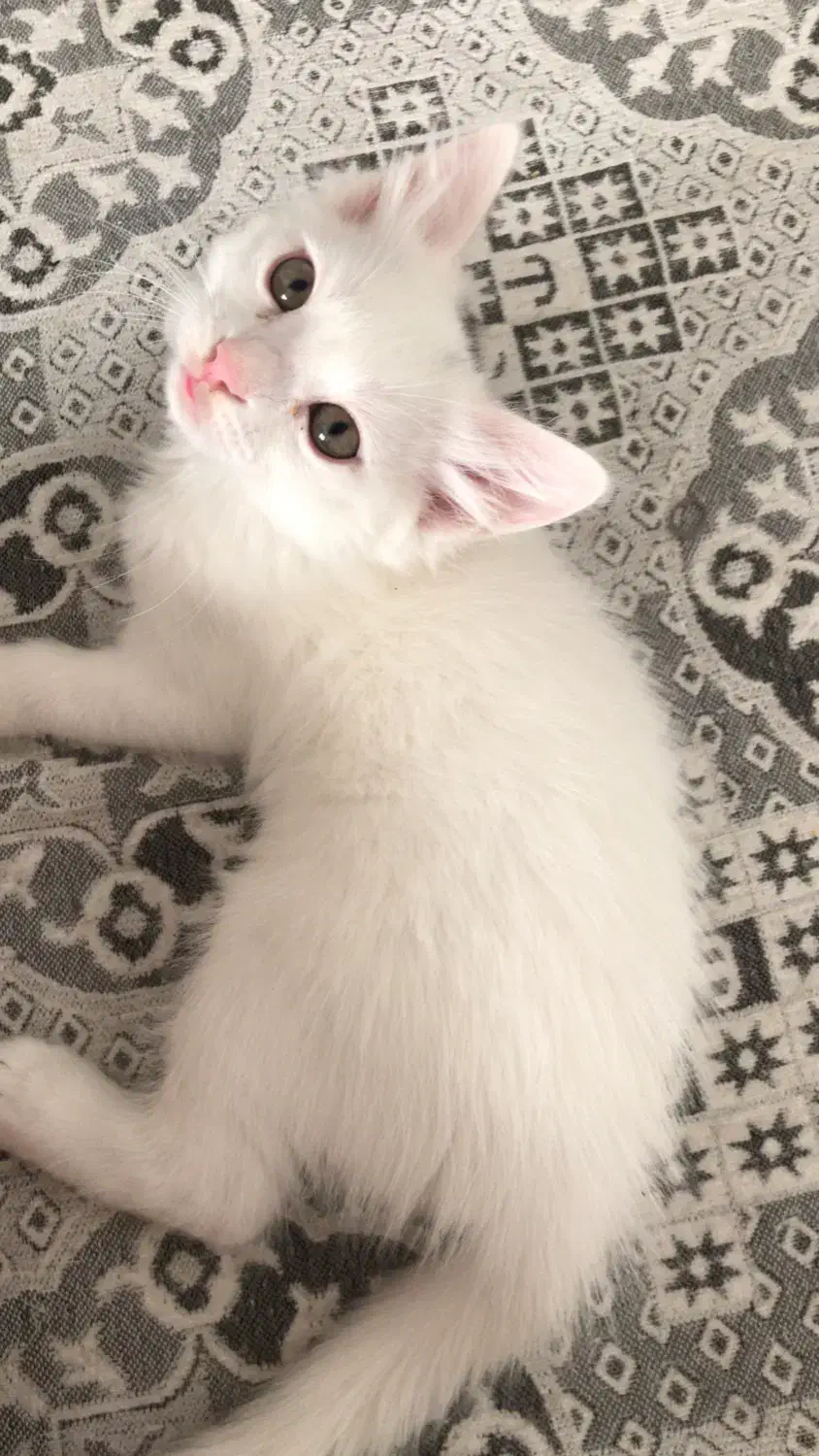 گربه|گربه|گرگان, |دیوار