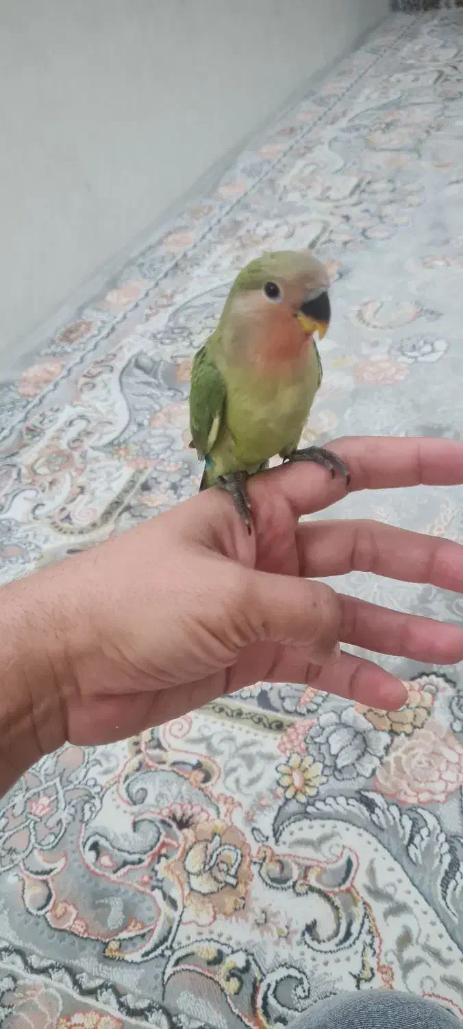 جوجه طوطی برزیلی صورت هلویی1ماهه کاملا رام دستی|پرنده|نسیم‌شهر, |دیوار