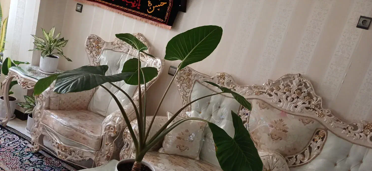 گل گیاه اپارتمانی بابا ادم قشنگ|گل و گیاه طبیعی|قم, آذر (نکویی)|دیوار