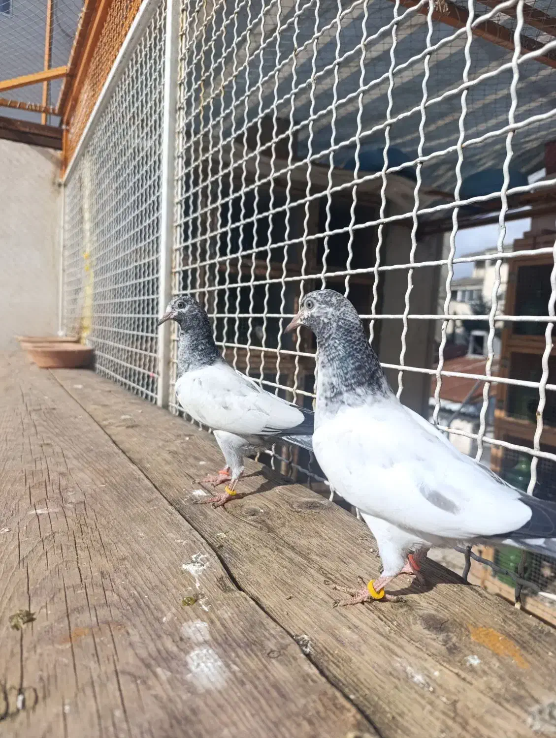 کبوتر تیدی پاکستانی|پرنده|رشت, تازه آباد|دیوار