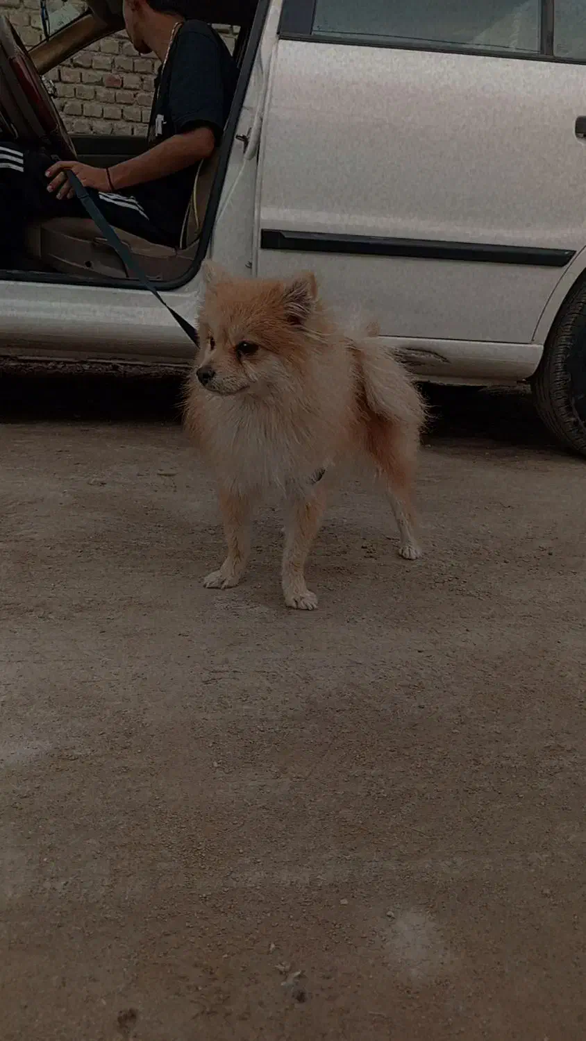 سگ پامر|سگ|زاهدان, |دیوار