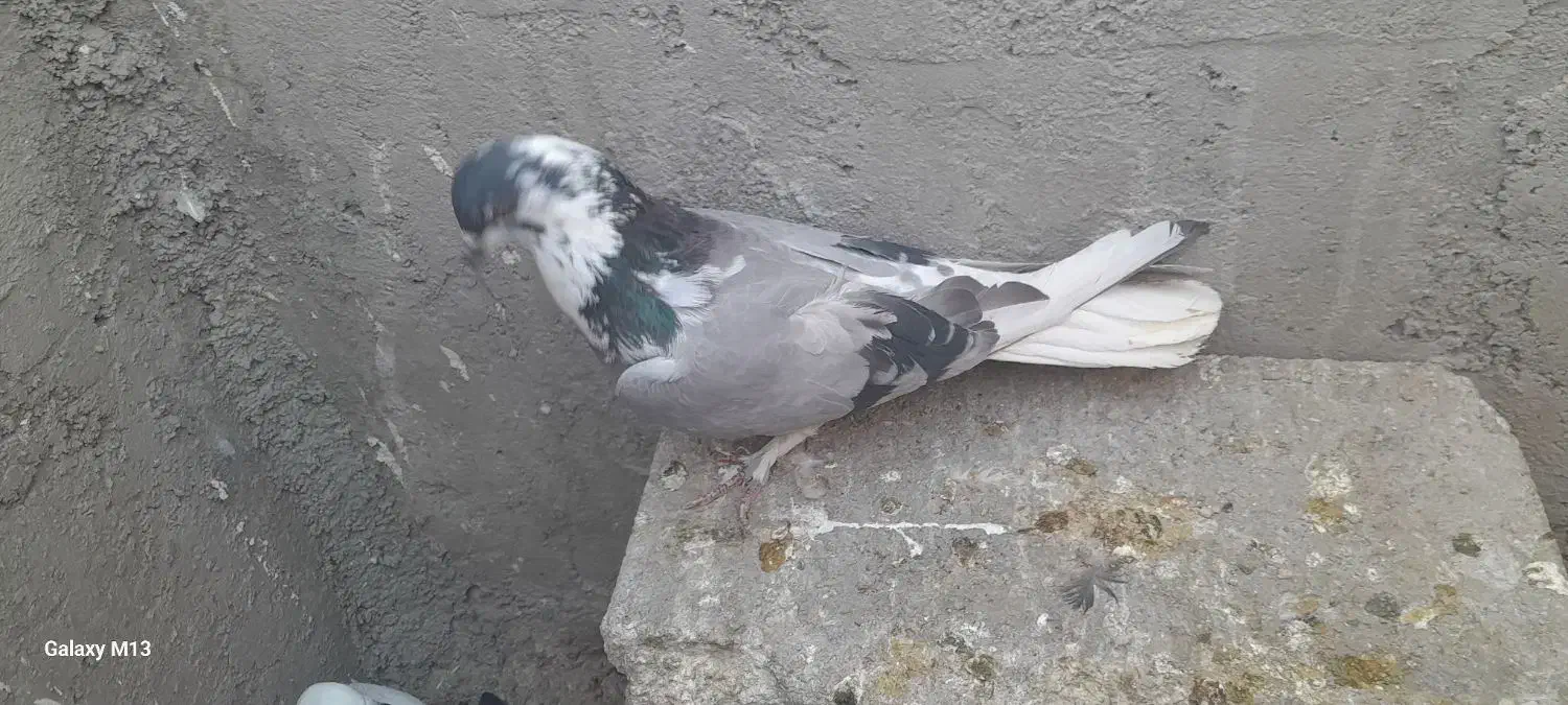 کبوتر قارایی|پرنده|بروجن, |دیوار