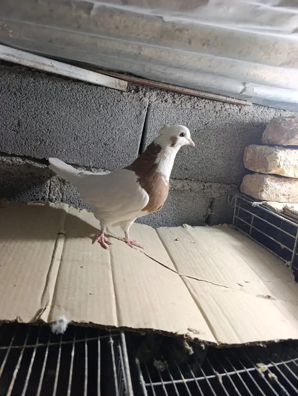 کبوتر طاووسی و طوقی|پرنده|شیراز, رکنآباد|دیوار