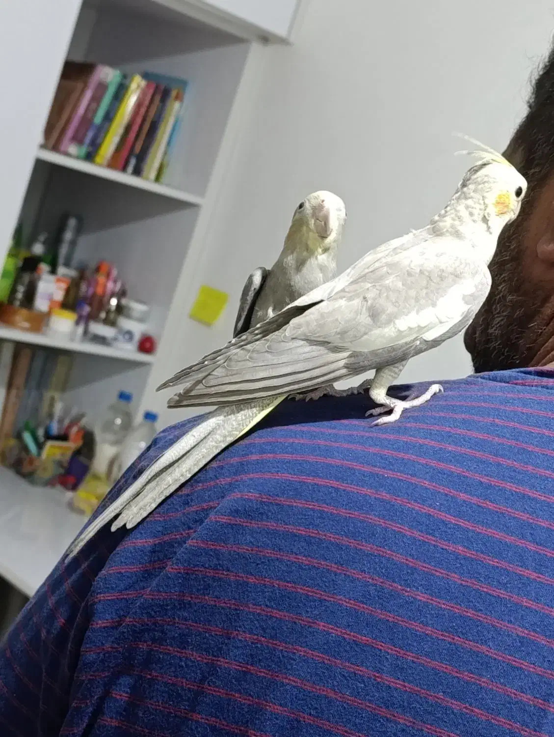 عروس هلندی|پرنده|اهواز, پردیس|دیوار