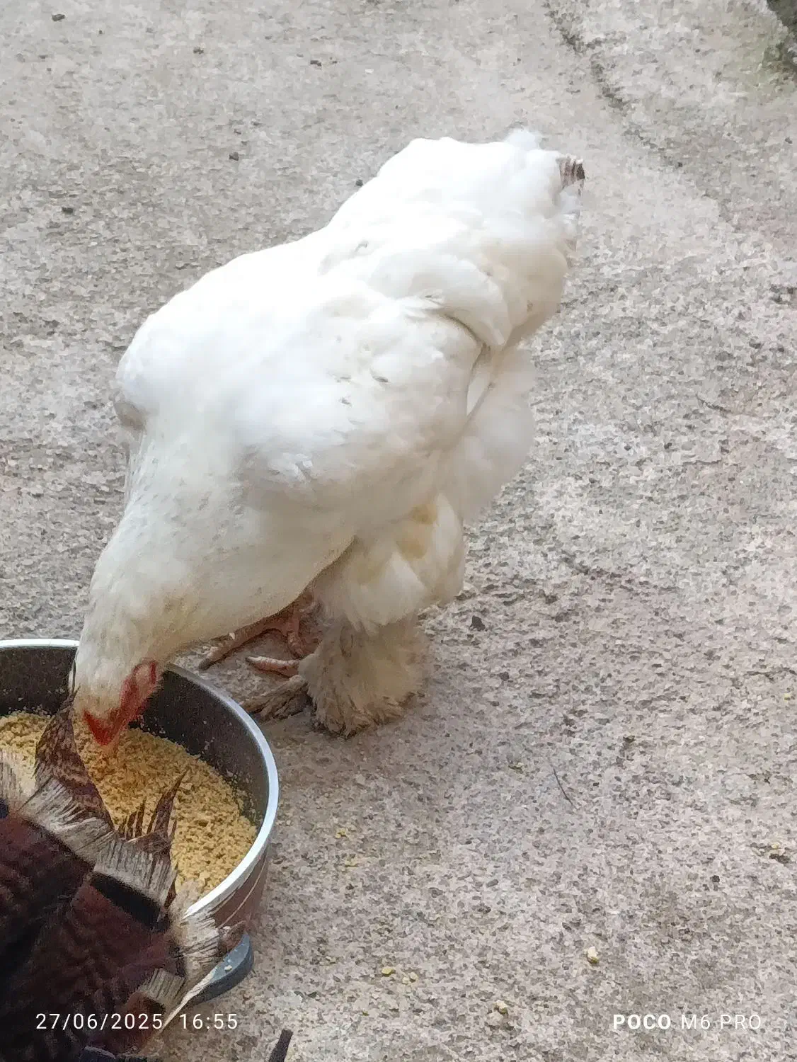 تخم مرغ امپراتور نطفه دار|حیوانات مزرعه|لشت نشا, |دیوار