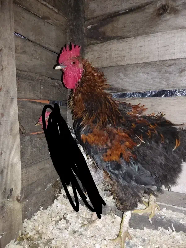 خروس|حیوانات مزرعه|اسالم, |دیوار