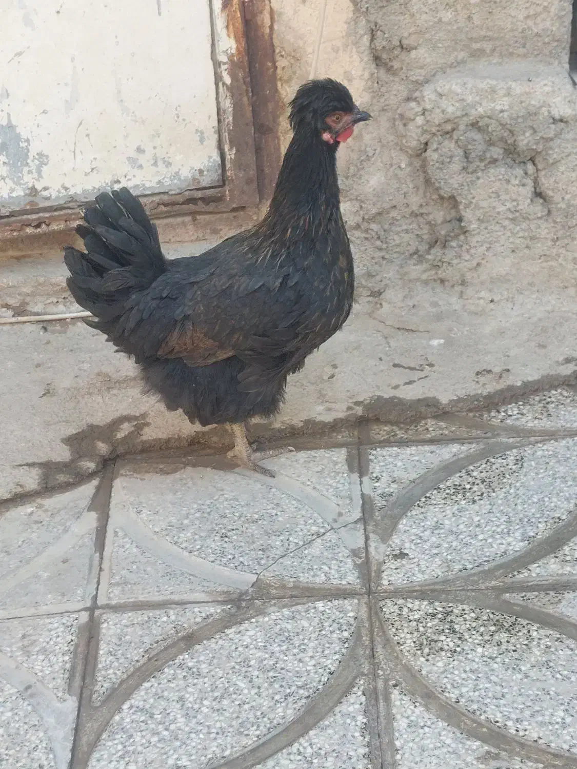 مرغ کاکولی سیاه|حیوانات مزرعه|رباط‌کریم, رباط‌کریم|دیوار