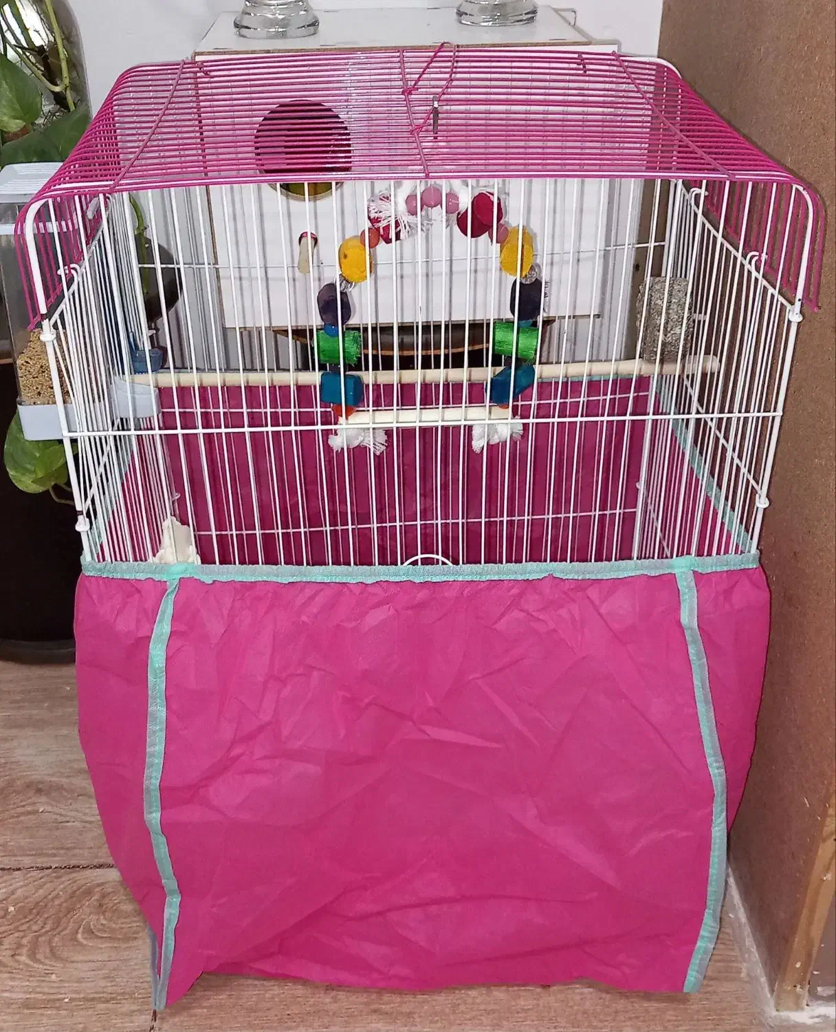 یک جفت طوطی برزیلی دستی با قفس|پرنده|آبیک, |دیوار