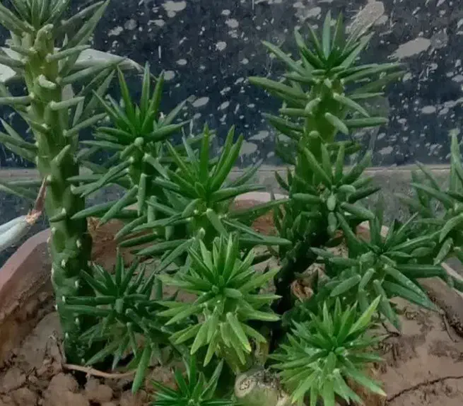 گلدان چینی|کلکسیون و سرگرمی|بروجرد, |دیوار