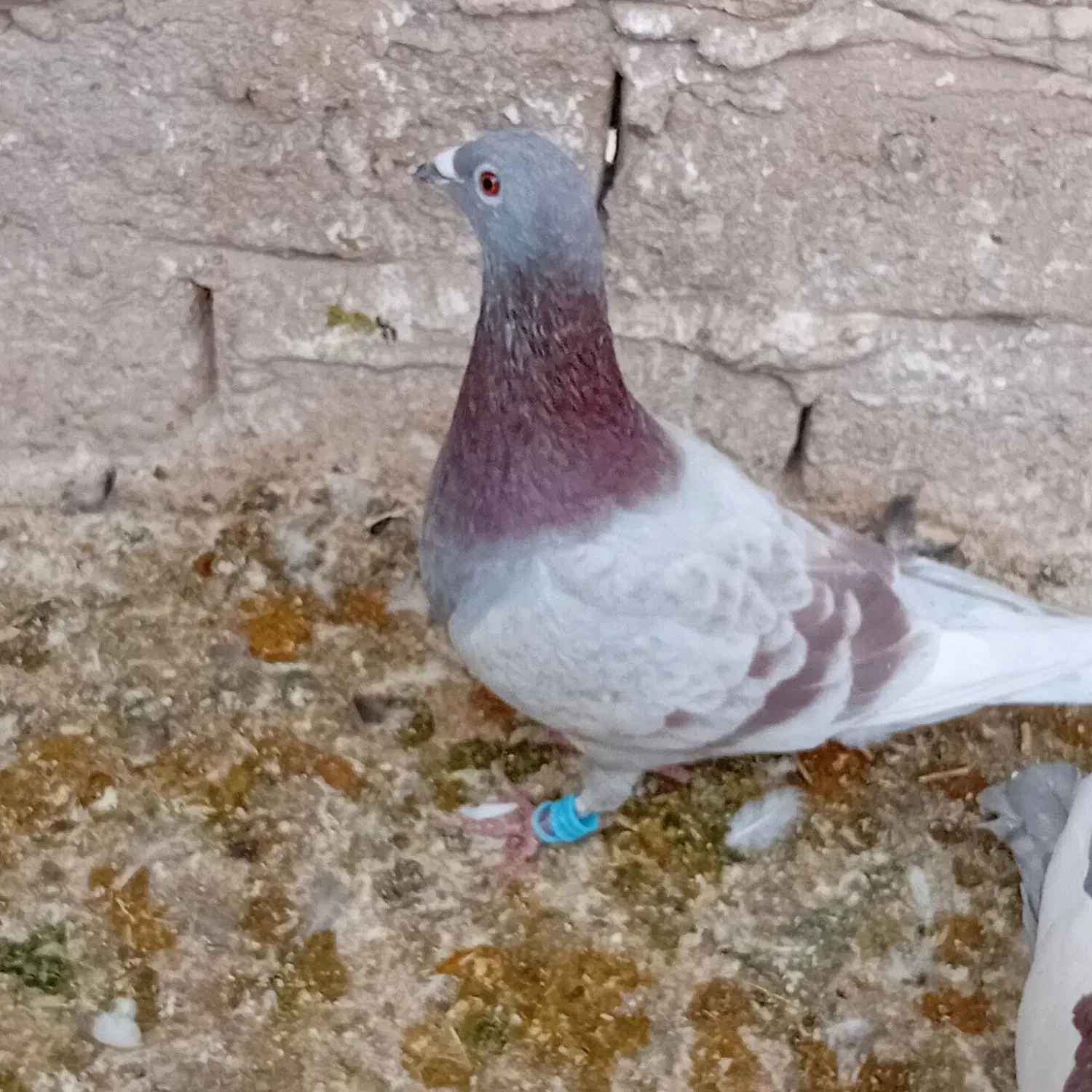 دوتا کفتر اوقون آلمانی جوان ابلق دم هفترنگ|پرنده|مشهد, شهید شهریاری|دیوار