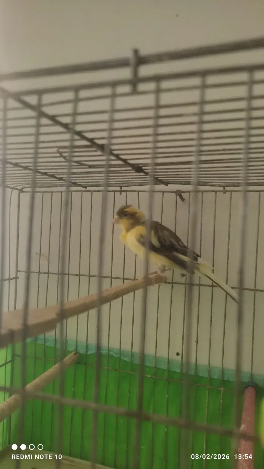 قناری نر|پرنده|آباده, |دیوار