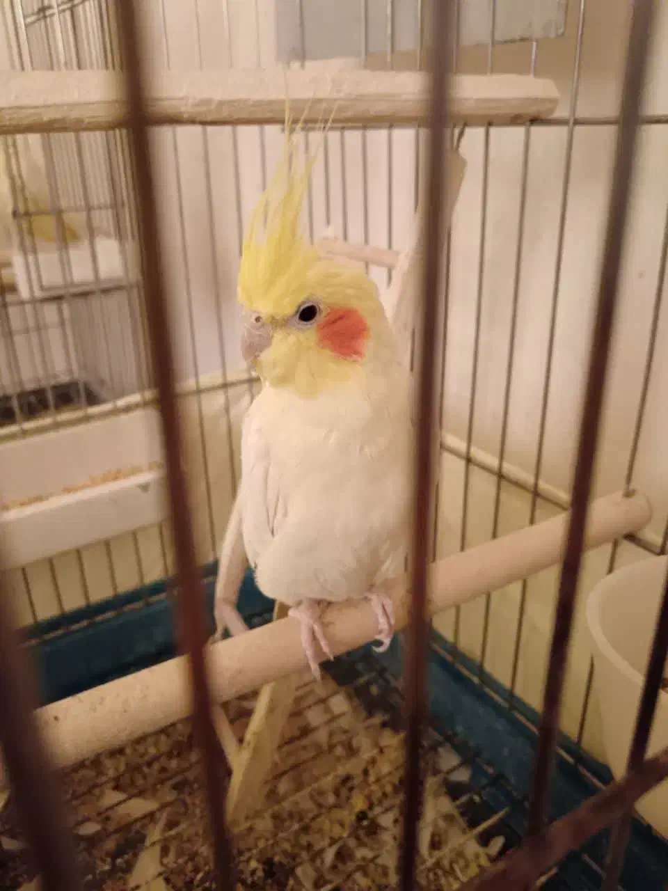 نر لوتینو آماده|پرنده|بیرجند, |دیوار