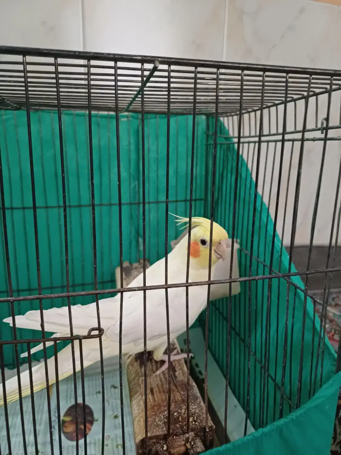 عروس هلندی نر|پرنده|بجنورد, |دیوار